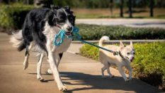 https://okaybliss.org/how-to-safely-administer-oil-supplements-to-pets/