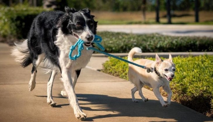 https://okaybliss.org/how-to-safely-administer-oil-supplements-to-pets/