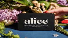 How to Use TRĒ House Mushroom Chocolate Bar Safely in 2024